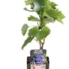 Blauwe Druif (Vitis 'Boskoop Glory') D 13 H 45 Cm 1 Blauwe Druif (Vitis 'Boskoop Glory') D 13 H 45 Cm -Talen Tools Winkel 8719474818999 1
