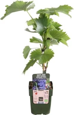 Blauwe Druif (Vitis 'Boskoop Glory') D 13 H 45 Cm