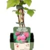 Intratuin Biologische Framboos (Rubus Idaeus 'Tulameen') D 13 H 45 Cm 1 Intratuin Biologische Framboos (Rubus Idaeus 'Tulameen') D 13 H 45 Cm -Talen Tools Winkel 8719474819064