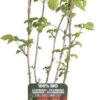 Framboos (Rubus Idaeus 'Summer Chef') D 19 H 50 Cm 2 Framboos (Rubus Idaeus 'Summer Chef') D 19 H 50 Cm -Talen Tools Winkel 8719474819934 1