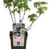 Intratuin Biologische Zwarte Bes (Ribes 'Black Bells') D 19 H 50 Cm 2 Intratuin Biologische Zwarte Bes (Ribes 'Black Bells') D 19 H 50 Cm -Talen Tools Winkel 8719474819941