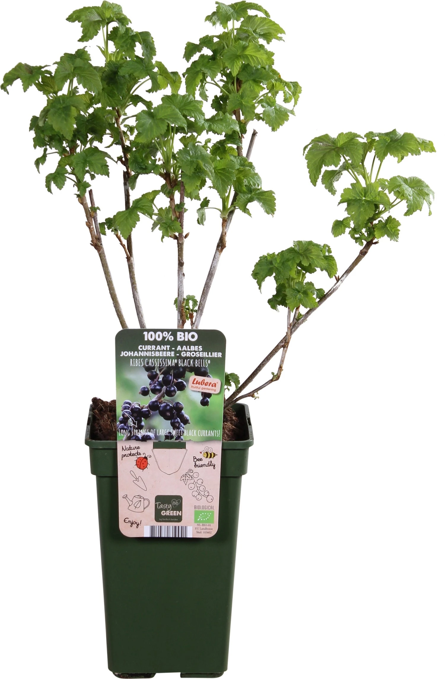 Intratuin Biologische Zwarte Bes (Ribes 'Black Bells') D 19 H 50 Cm 3 Intratuin Biologische Zwarte Bes (Ribes 'Black Bells') D 19 H 50 Cm