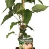 Kiwi (Actinidia Chinensis 'Huwelijk') D 19 H 50 Cm 1 Kiwi (Actinidia Chinensis 'Huwelijk') D 19 H 50 Cm -Talen Tools Winkel 8719474819989 1 1