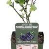 Doornloze Braam (Rubus Fruticosus 'Black Satin') D 13 H 45 Cm 2 Doornloze Braam (Rubus Fruticosus 'Black Satin') D 13 H 45 Cm -Talen Tools Winkel 8719497267699 1