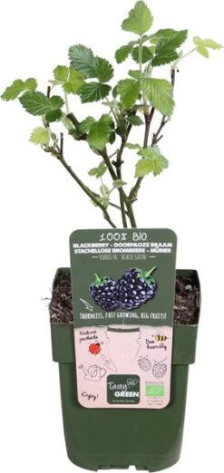 Doornloze Braam (Rubus Fruticosus 'Black Satin') D 13 H 45 Cm