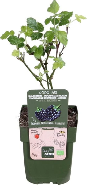 Doornloze Braam (Rubus Fruticosus 'Black Satin') D 13 H 45 Cm 3 Doornloze Braam (Rubus Fruticosus 'Black Satin') D 13 H 45 Cm