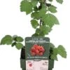 Japanse Wijnbes (Rubus Phoenicolasius) D 13 H 45 Cm -Talen Tools Winkel 8719497267897 1