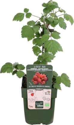 Japanse Wijnbes (Rubus Phoenicolasius) D 13 H 45 Cm