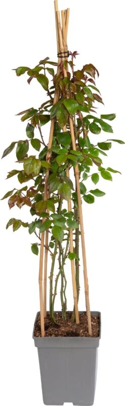 Klimroos (Rosa 'Camelot') D 22 H 70 Cm