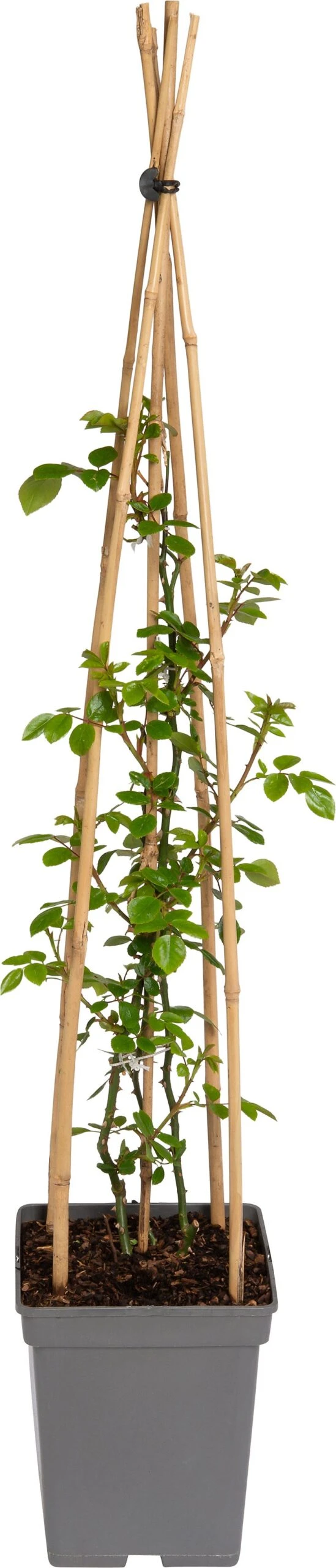 Klimroos (Rosa 'Grand Award') D 22 H 70 Cm 3 Klimroos (Rosa 'Grand Award') D 22 H 70 Cm