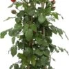 Klimroos (Rosa 'Jive Courtyard') D 23 H 70 Cm