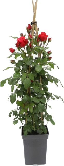 Klimroos (Rosa 'Jive Courtyard') D 23 H 70 Cm