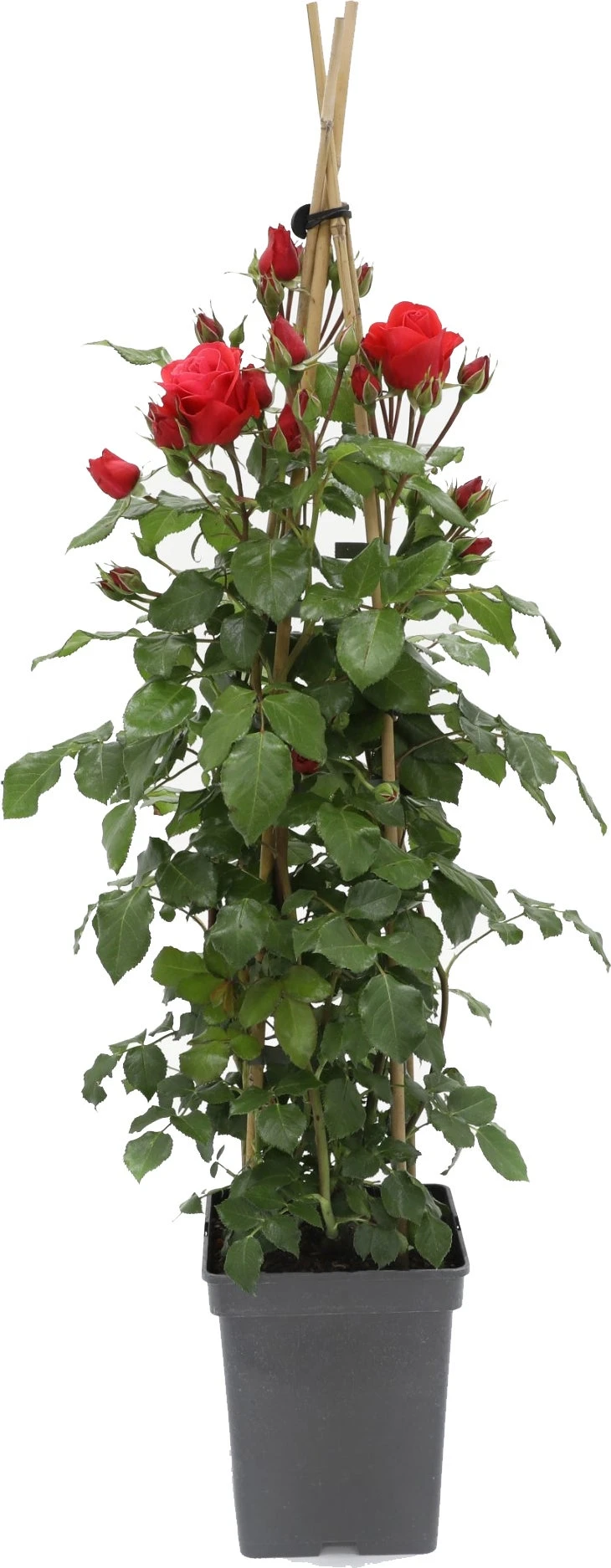 Klimroos (Rosa 'Jive Courtyard') D 23 H 70 Cm 3 Klimroos (Rosa 'Jive Courtyard') D 23 H 70 Cm