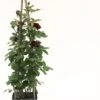 Klimroos (Rosa 'Nadia Renaissance') D 23 H 70 Cm 2 Klimroos (Rosa 'Nadia Renaissance') D 23 H 70 Cm -Talen Tools Winkel 8720136052774