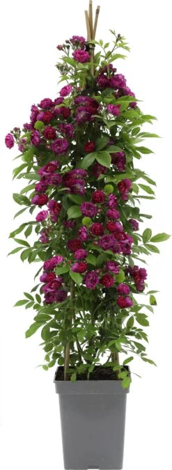 Klimroos (Rosa 'Perennial Blue') D 22 H 70 Cm