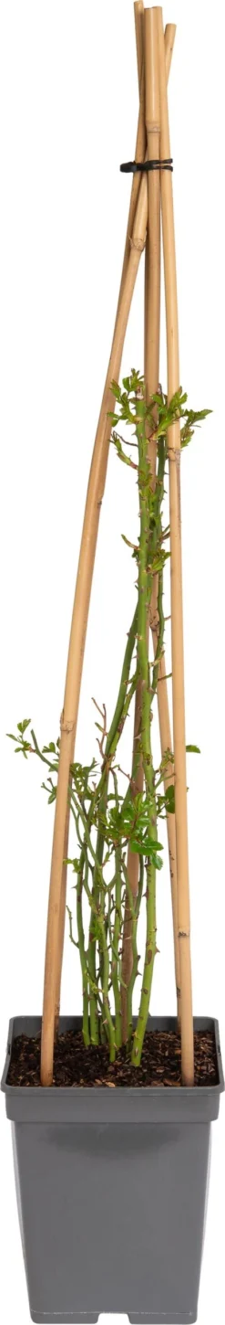 Klimroos (Rosa 'Uetersener Klosterrose') D 22 H 70 Cm