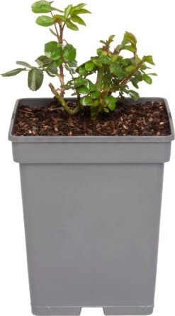 Struikroos (Rosa 'Garden Of Roses') D 23 H 25 Cm