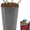 Grootbloemige Roos (Rosa 'Miss Schweiz') D 23 H 25 Cm 1 Grootbloemige Roos (Rosa 'Miss Schweiz') D 23 H 25 Cm -Talen Tools Winkel 8720136133404