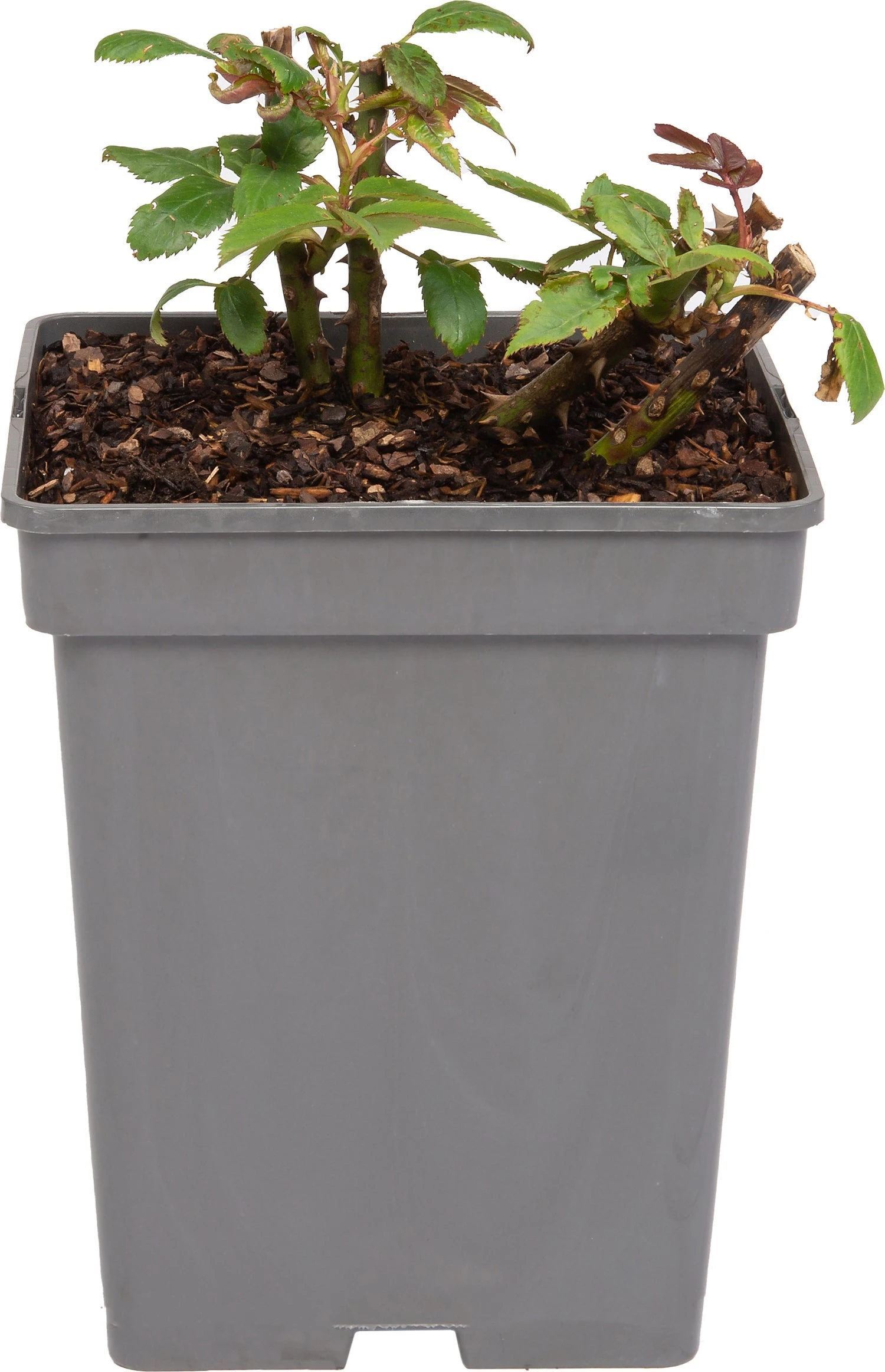 Grootbloemige Roos (Rosa 'Miss Schweiz') D 23 H 25 Cm 4 Grootbloemige Roos (Rosa 'Miss Schweiz') D 23 H 25 Cm - Afbeelding 2