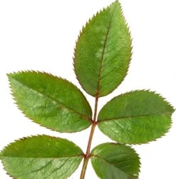 Grootbloemige Roos (Rosa 'Miss Schweiz') D 23 H 25 Cm 7 Grootbloemige Roos (Rosa 'Miss Schweiz') D 23 H 25 Cm -Talen Tools Winkel 8720136133404 2