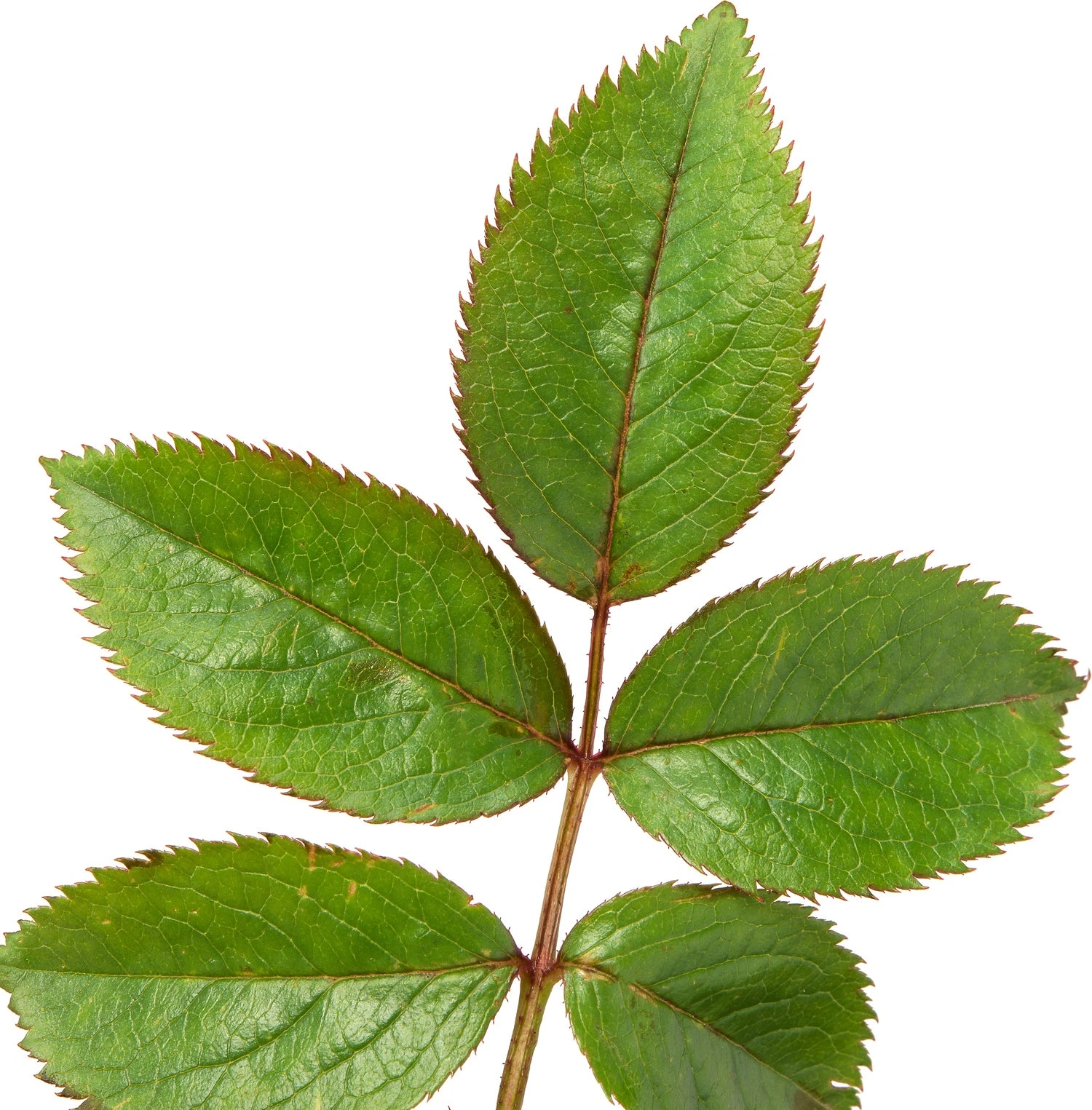 Grootbloemige Roos (Rosa 'Miss Schweiz') D 23 H 25 Cm 5 Grootbloemige Roos (Rosa 'Miss Schweiz') D 23 H 25 Cm - Afbeelding 3