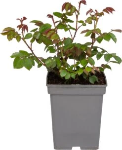 Struikroos (Rosa 'Romina') D 23 H 25 Cm