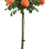 Stamroos (Rosa 'Orange Meilove') D 24 H 75 Cm -Talen Tools Winkel 8720136133435