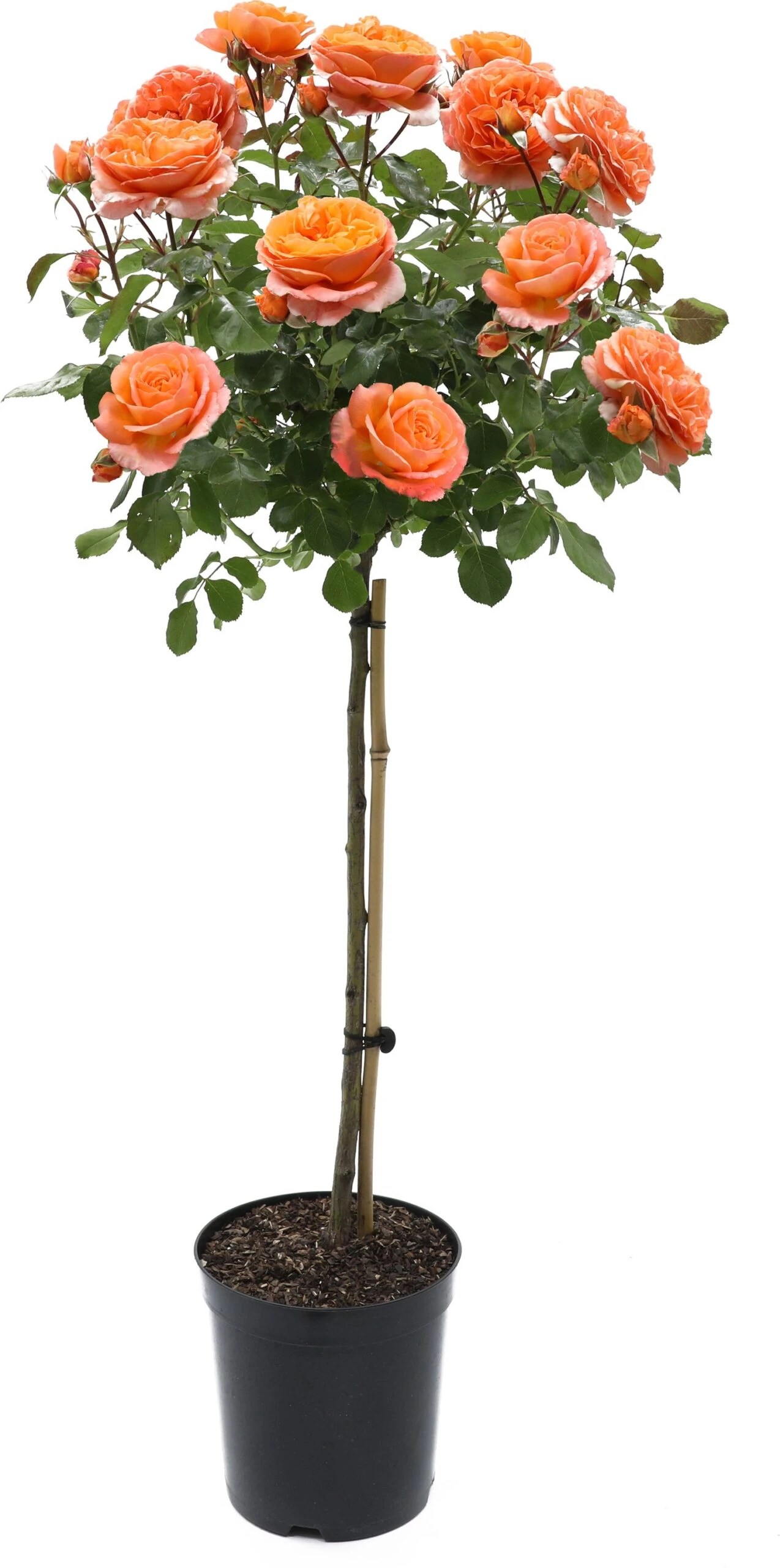 Stamroos (Rosa 'Orange Meilove') D 24 H 75 Cm 3 Stamroos (Rosa 'Orange Meilove') D 24 H 75 Cm