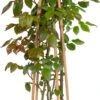 Klimroos (Rosa 'Freisinger Morgenröte') D 22 H 70 Cm -Talen Tools Winkel 8720136159138 0 1
