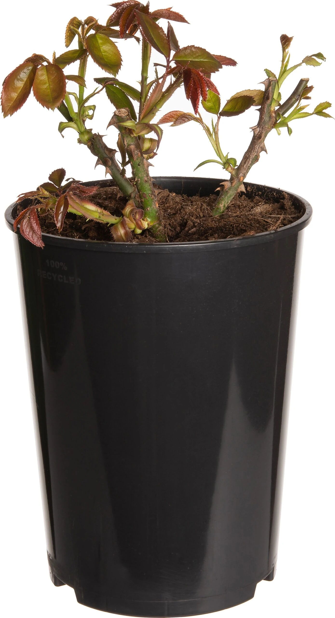 Struikroos (Rosa 'Caerphilly Castle') D 19 H 10 Cm 3 Struikroos (Rosa 'Caerphilly Castle') D 19 H 10 Cm