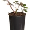 Struikroos (Rosa 'Gruss An Bayern') D 19 H 10 Cm 1 Struikroos (Rosa 'Gruss An Bayern') D 19 H 10 Cm -Talen Tools Winkel 8720136166976 0