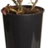 Struikroos (Rosa 'Nina Weibull') D 19 H 10 Cm -Talen Tools Winkel 8720136167010