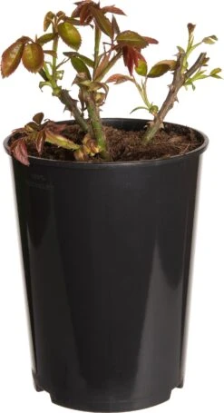 Struikroos (Rosa 'Nina Weibull') D 19 H 10 Cm