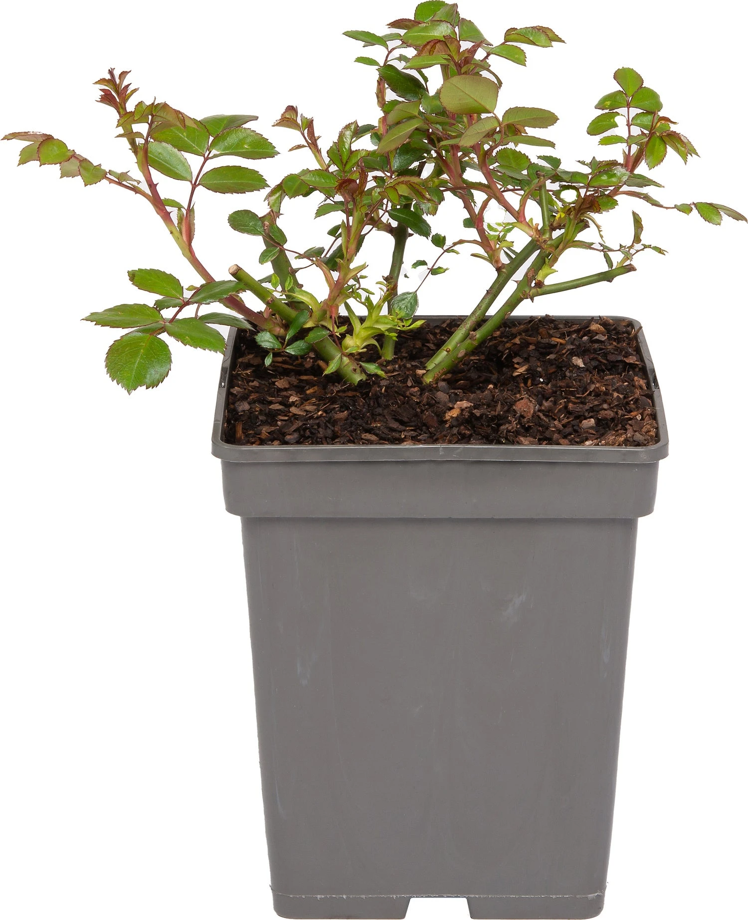 Struikroos (Rosa 'Rose Der Einheit') D 19 H 10 Cm 3 Struikroos (Rosa 'Rose Der Einheit') D 19 H 10 Cm