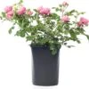 Struikroos (Rosa 'Rosemantic Pink') D 19 H 10 Cm -Talen Tools Winkel 8720136167089 0 1