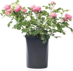 Struikroos (Rosa 'Rosemantic Pink') D 19 H 10 Cm