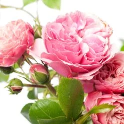 Talen Tools Winkel -Talen Tools Winkel 8720136167089 2