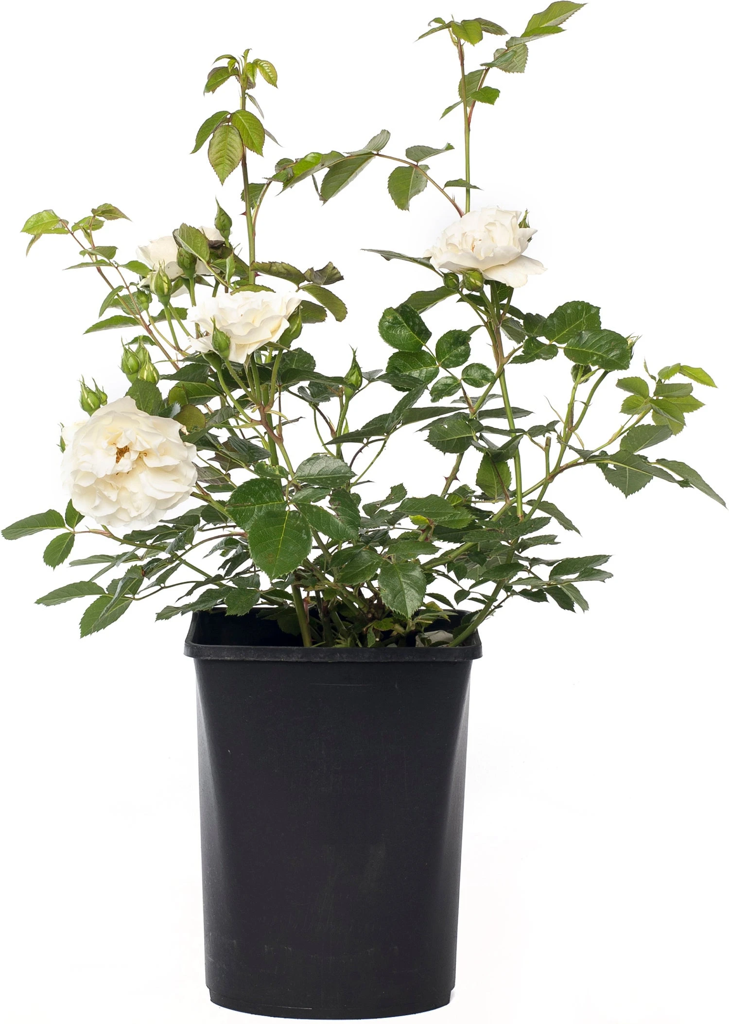 Struikroos (Rosa 'Annapurna') D 19 H 10 Cm 3 Struikroos (Rosa 'Annapurna') D 19 H 10 Cm