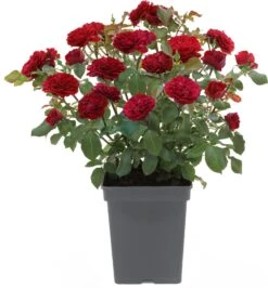 Struikroos (Rosa 'Graaf Lennart') D 19 H 10 Cm