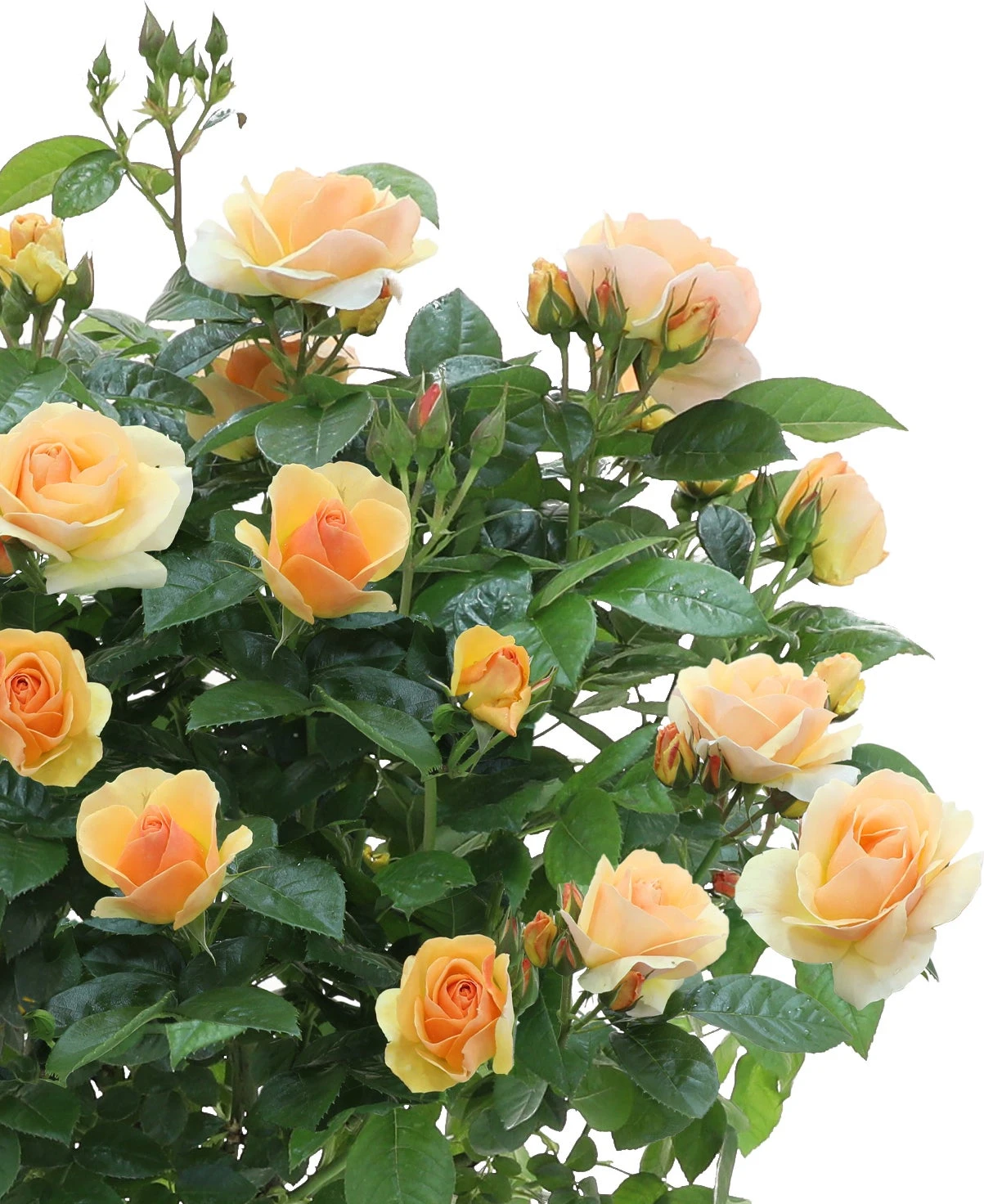 Struikroos (Rosa 'Hansestadt Rostock') D 19 H 10 Cm 4 Struikroos (Rosa 'Hansestadt Rostock') D 19 H 10 Cm - Afbeelding 2