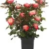 Struikroos (Rosa 'Nostalgie') D 19 H 10 Cm -Talen Tools Winkel 8720136167270
