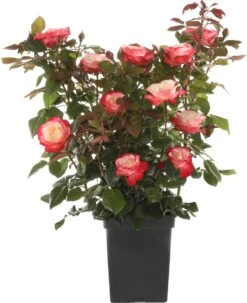 Struikroos (Rosa 'Nostalgie') D 19 H 10 Cm