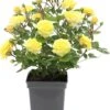 Struikroos (Rosa 'Yellow Meilove') D 19 H 10 Cm 2 Struikroos (Rosa 'Yellow Meilove') D 19 H 10 Cm -Talen Tools Winkel 8720136167386 0
