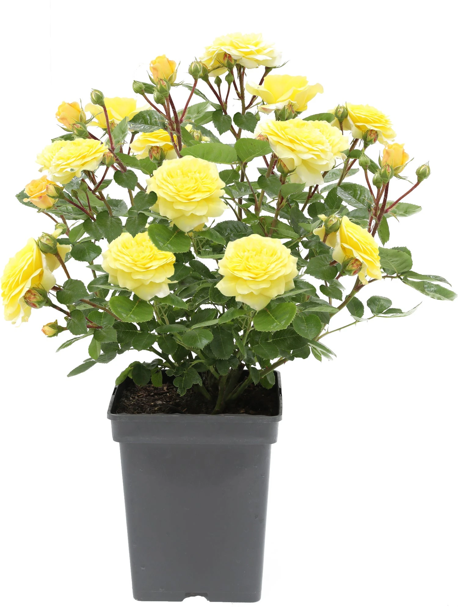 Struikroos (Rosa 'Yellow Meilove') D 19 H 10 Cm 3 Struikroos (Rosa 'Yellow Meilove') D 19 H 10 Cm