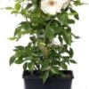 Klimroos (Rosa 'Climbing Iceberg') D 19 H 70 Cm -Talen Tools Winkel 8720136169397 0