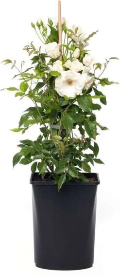 Klimroos (Rosa 'Climbing Iceberg') D 19 H 70 Cm