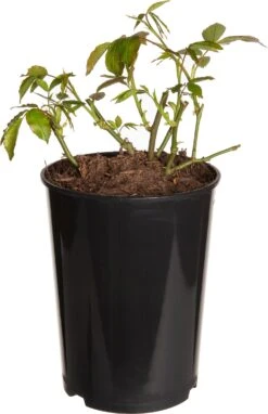 Klimroos (Rosa 'Freisinger Morgenröte') D 19 H 70 Cm