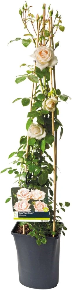 Klimroos (Rosa 'New Dawn') D 19 H 70 Cm