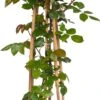 Klimroos (Rosa 'Ghita Renaissance') D 19 H 70 Cm -Talen Tools Winkel 8720136169502 2