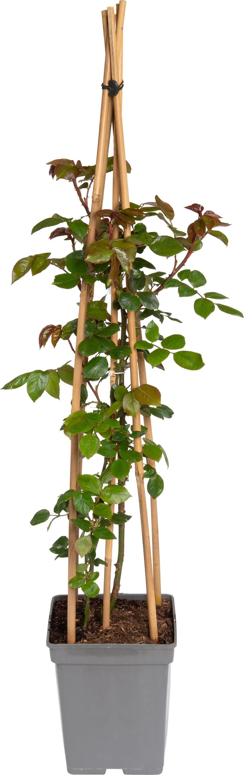 Klimroos (Rosa 'Ghita Renaissance') D 19 H 70 Cm 3 Klimroos (Rosa 'Ghita Renaissance') D 19 H 70 Cm